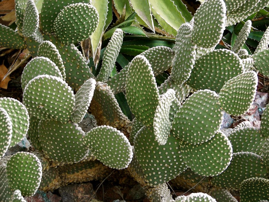 Opuntia hintonii