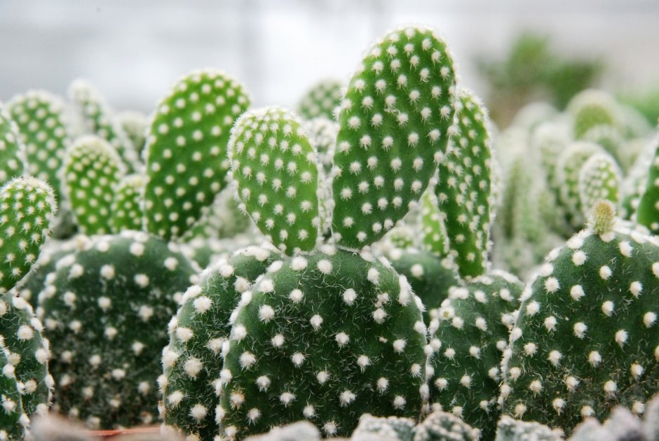 Opuntia Microdasys (опунция мелковолосистая)