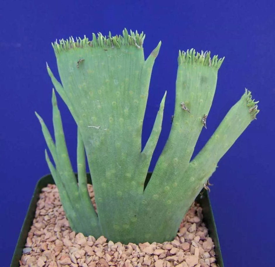 Euphorbia mauritanica