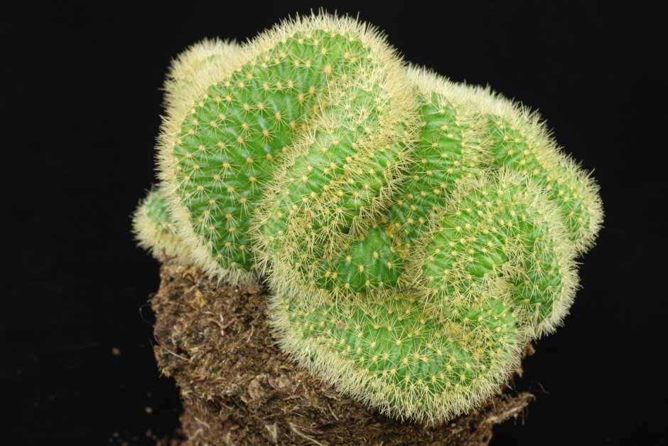 Hildewintera aureispina cristata