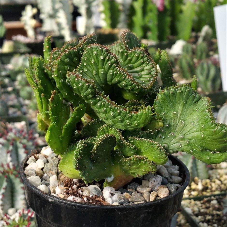 Euphorbia Cactus 'tortirama'