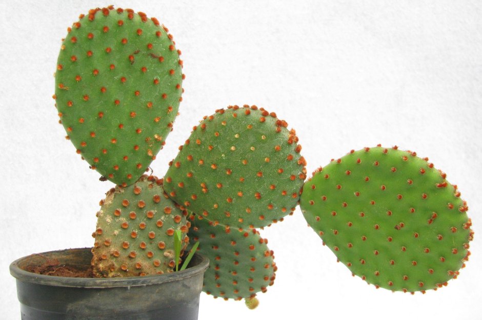 Opuntia Microdasys subsp. Rufida