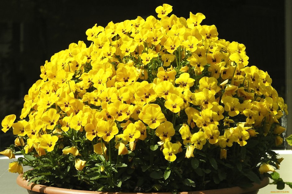 Жёлтой фиалки (Viola lutea var. Calaminaria)