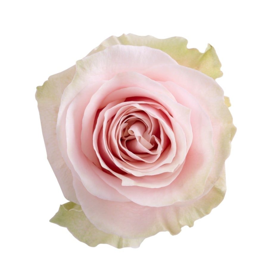 Pink Mondial роза Эквадор