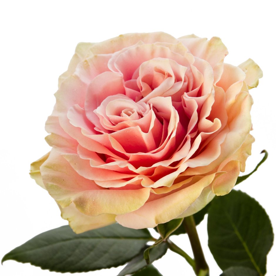 Pink Mondial роза