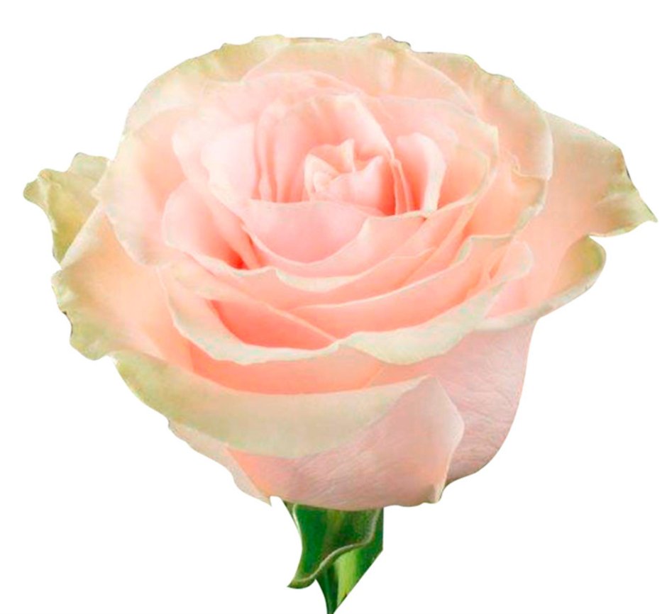 Пинк Мондиаль роза Эквадор