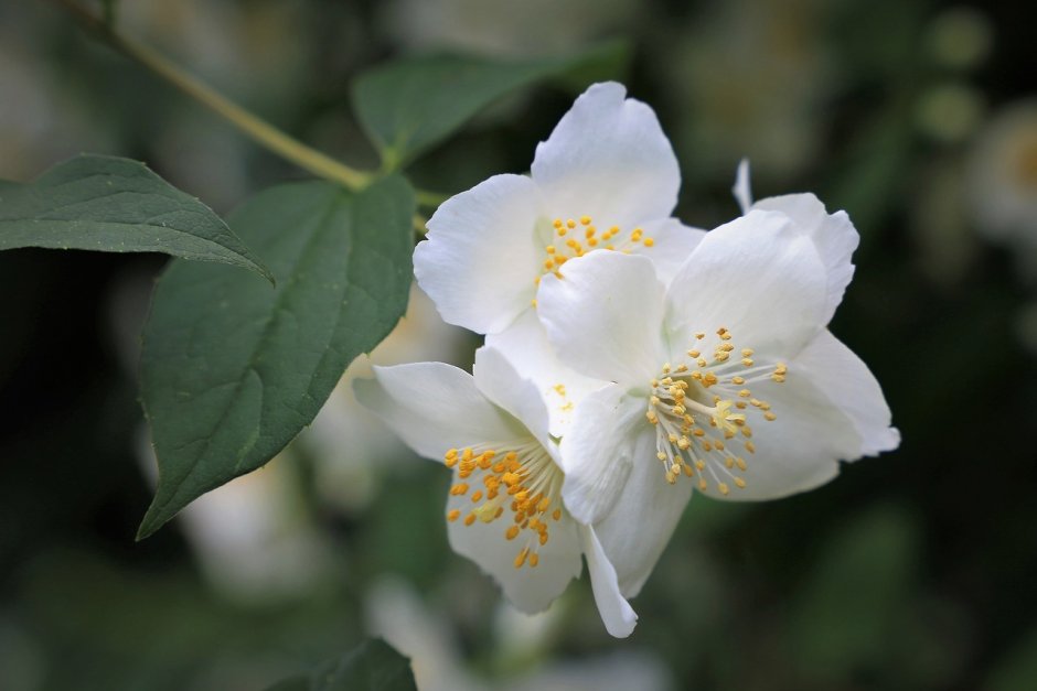 Жасмин цветок чубушник -