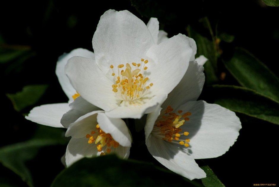 Жасмин четырехлепестковый цветок