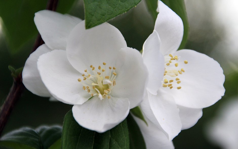 Цветок жасмина Jasminum