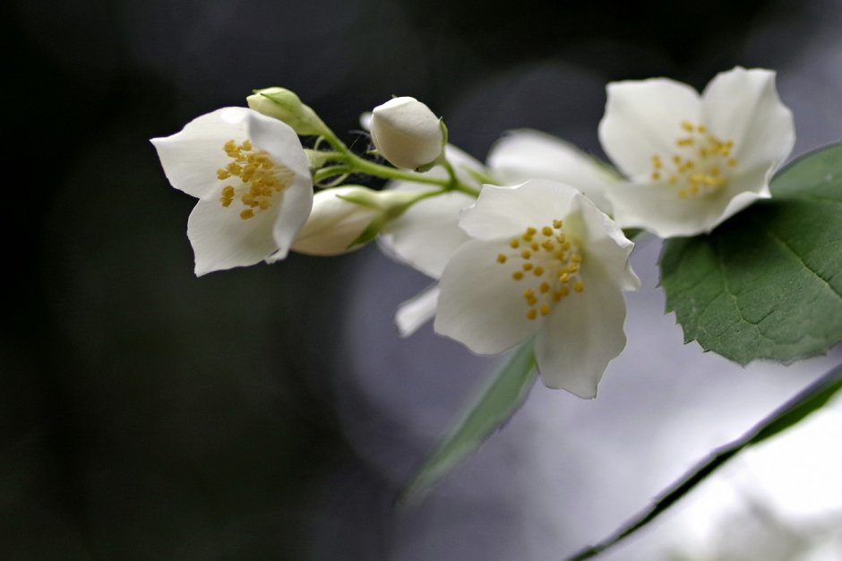 Ясмина цветок жасмина
