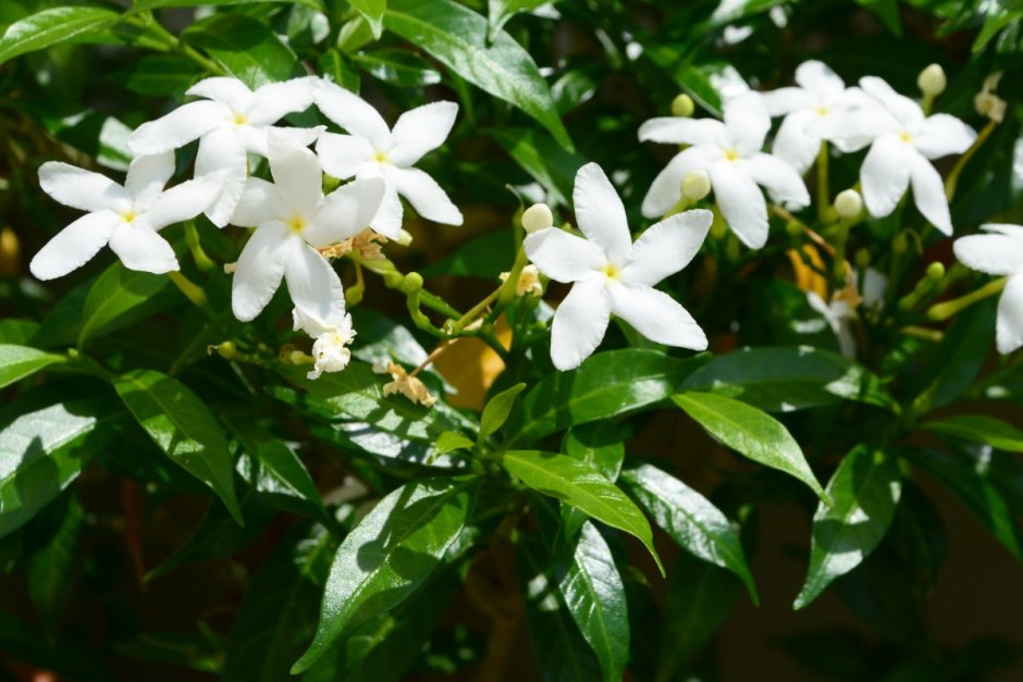 Jasminum officinale куст