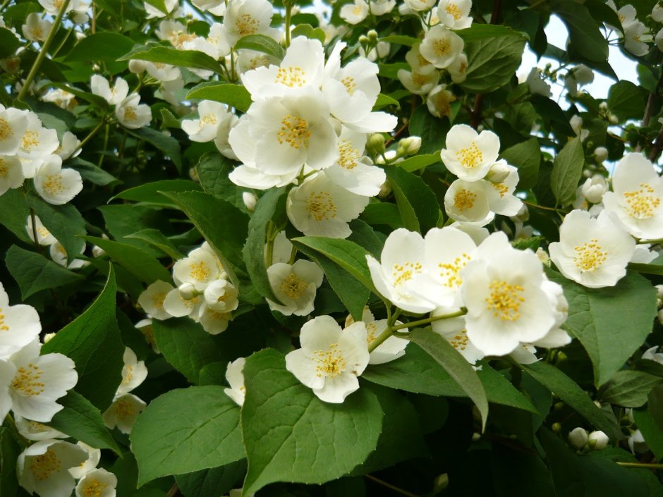 Ясмина цветок жасмина