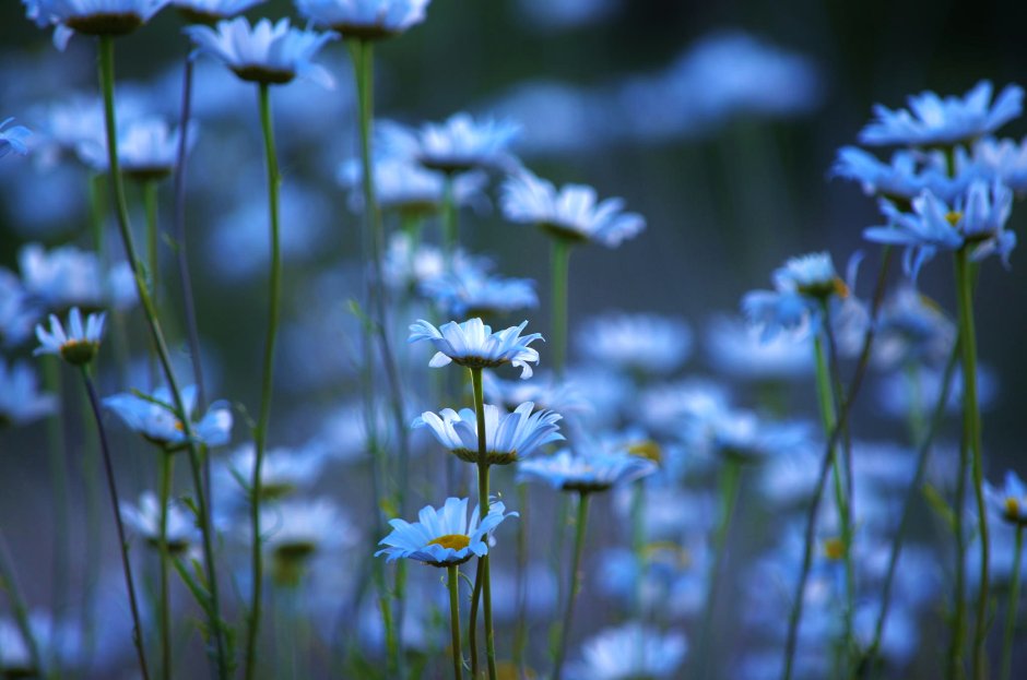 Голубые маргаритки цветы