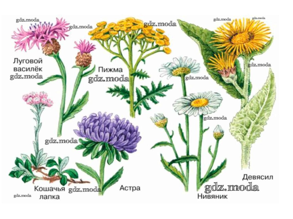 Семейство Сложноцветные схема цветка