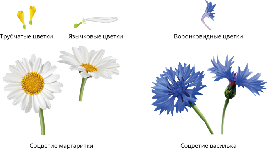 Язычковые и трубчатые цветки
