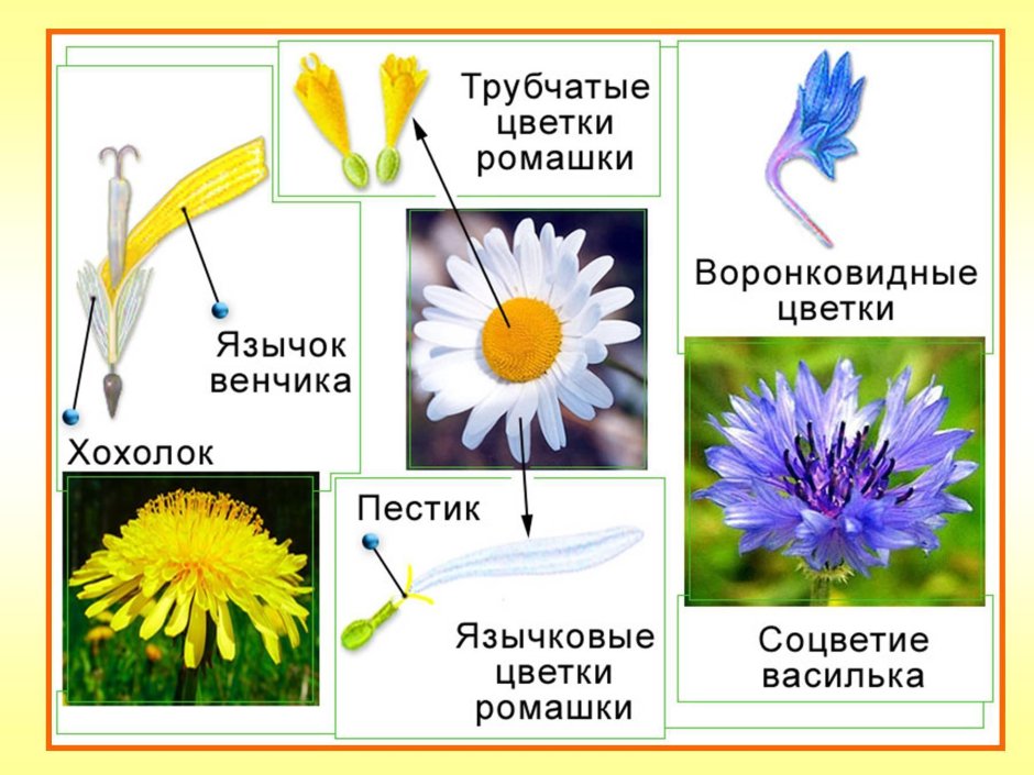 Строение трубчатых цветков сложноцветных