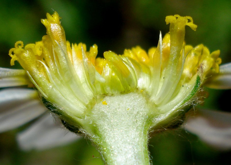 Трубчатый цветок ромашки