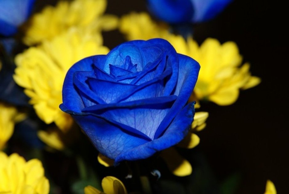 Желтые и голубые розы
