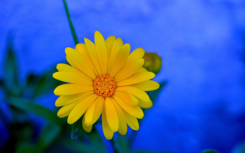 Желтые цветы на синем фоне