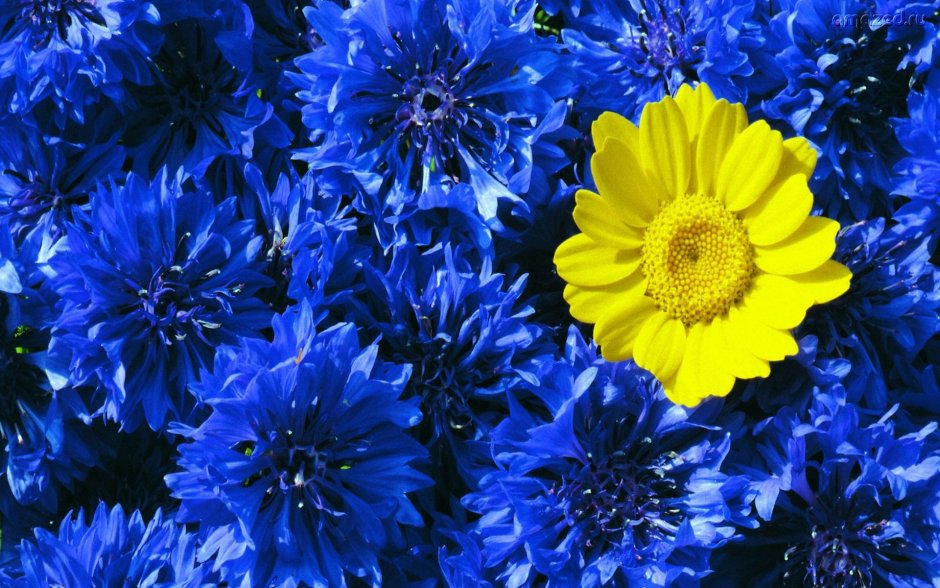 Синие хризантемы