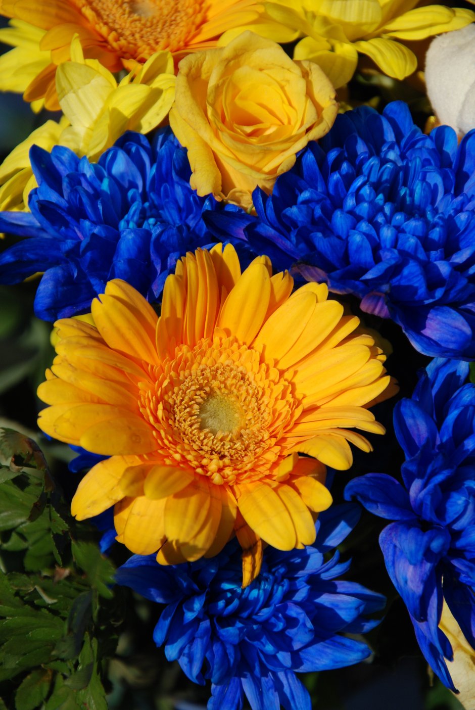 Желто синие цветы
