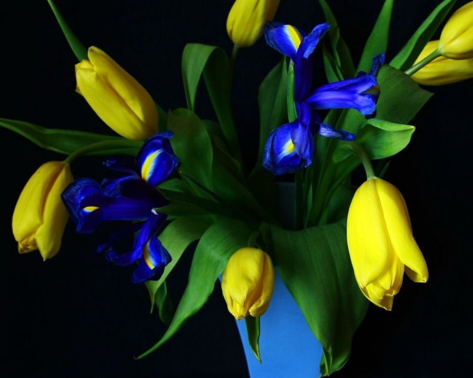 Желто синие тюльпаны