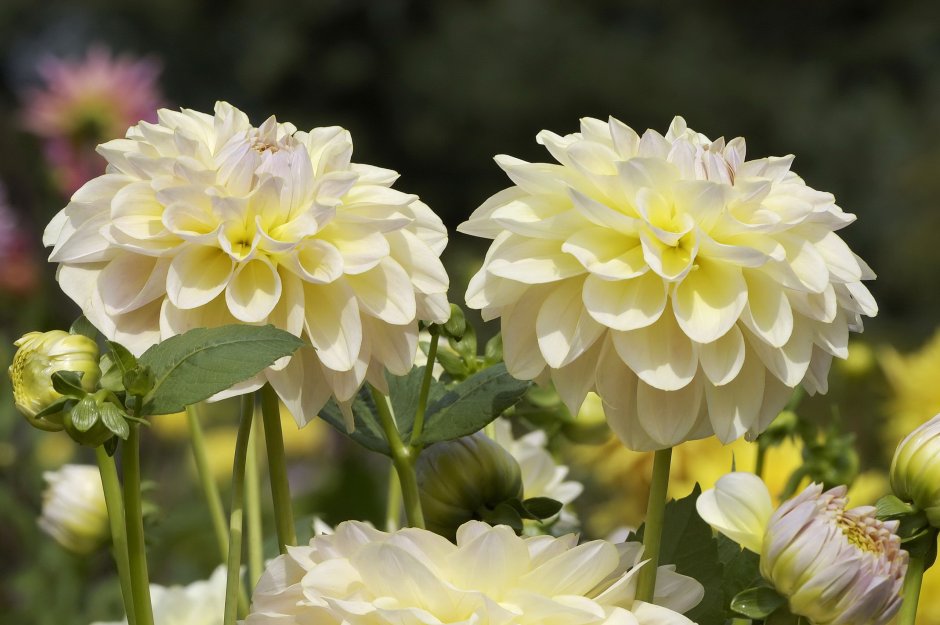 Цветы белые георгины