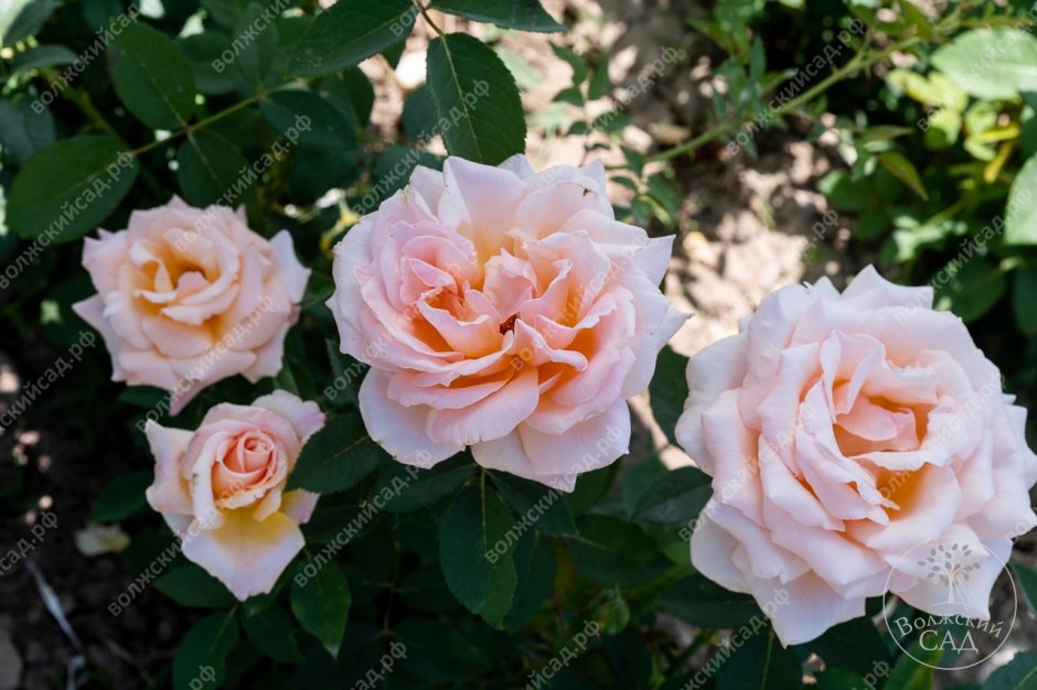 Роза гейши нежно персиковый края волнистые
