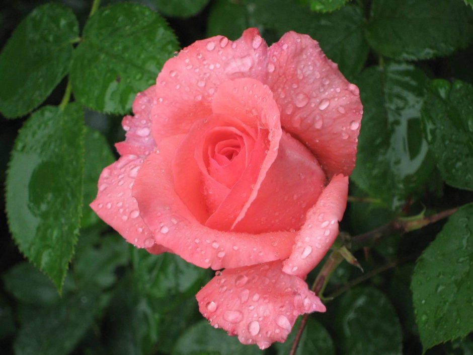 Роза аннабель