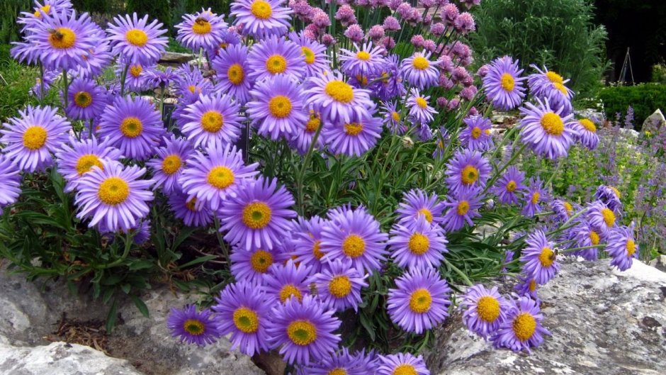 Астра (Aster)