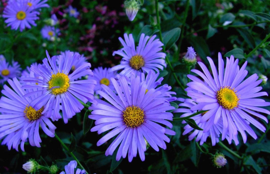 Астра Альпийская (Aster Alpinus Blue