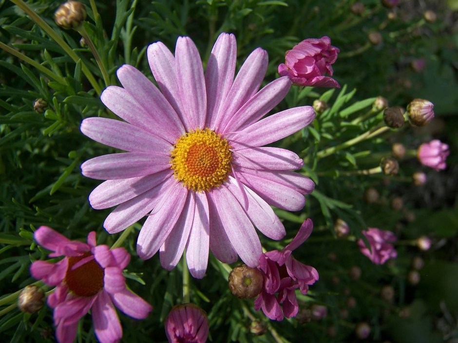 Астра Альпийская / Aster Alpinus "Dark Beauty"