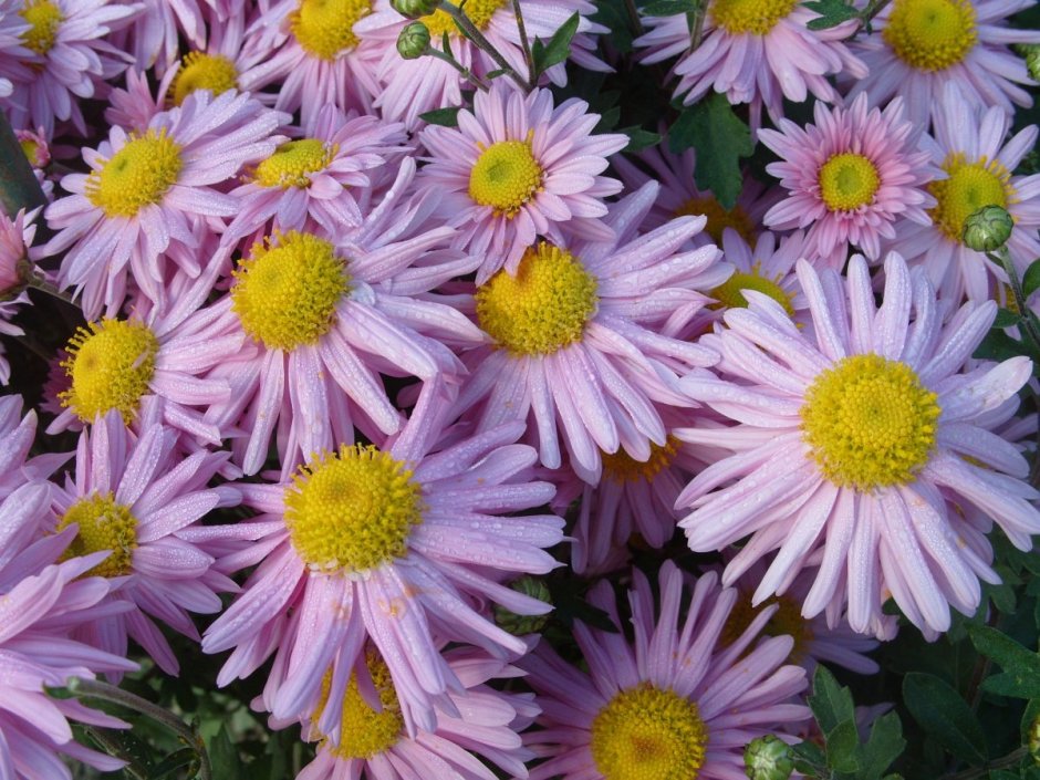 Фиолетовые цветы похожие на ромашки