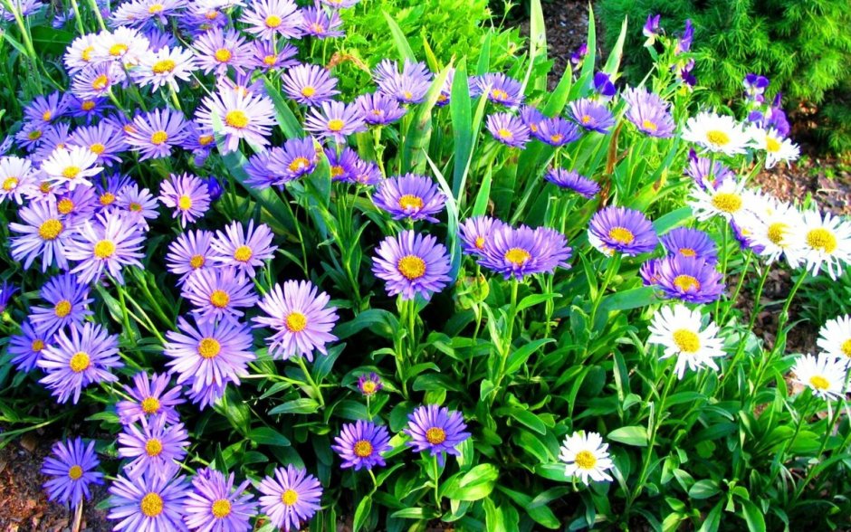 Астра Альпийская (Aster Alpinus)