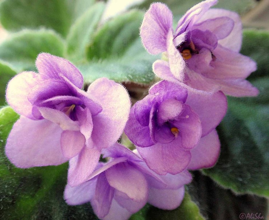 Узамбарская сенполия фиолетовая