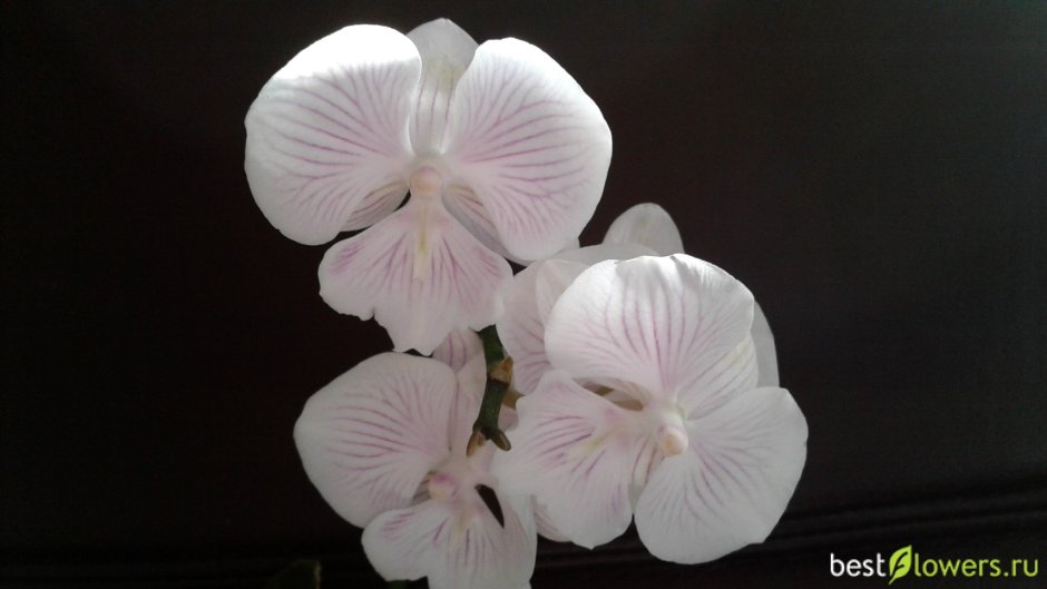 Орхидея Биг лип абба