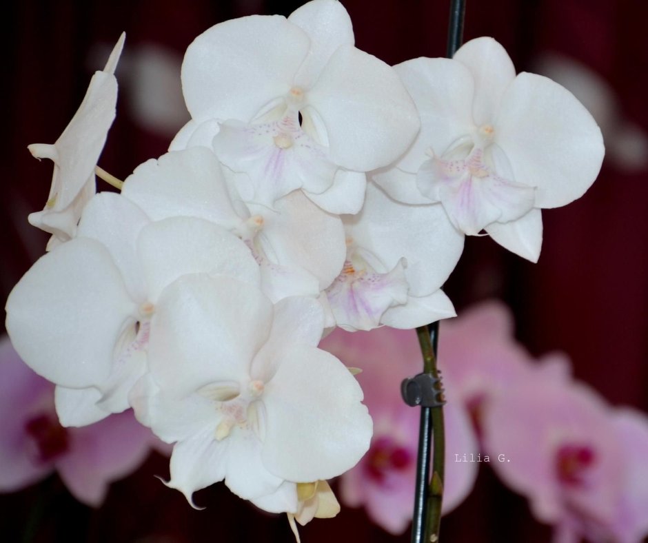 Орхидея Phalaenopsis big Lip