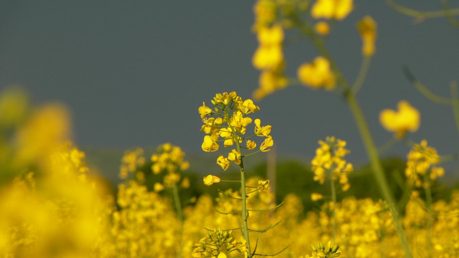 Желтый полевой цветок на белом фоне