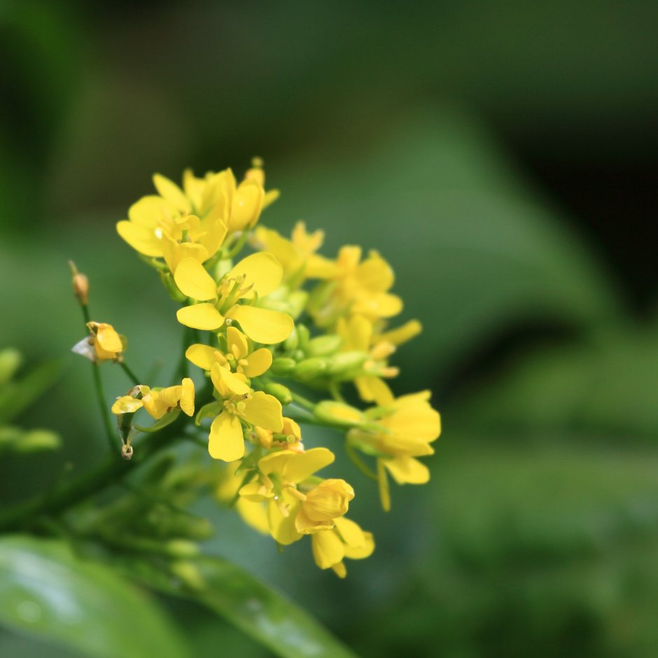 Горчица сарептская — Brassica juncea