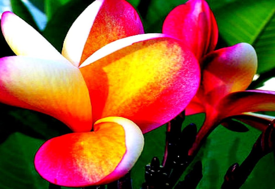 Самые красивые тропические цветы