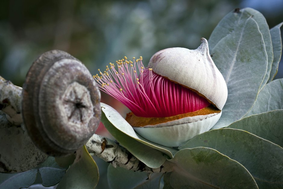 Эвкалипт macrocarpa