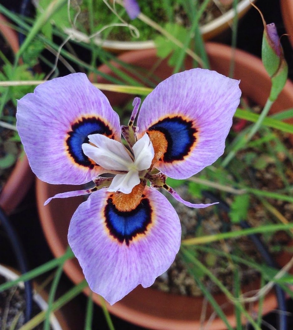 Moraea villosa