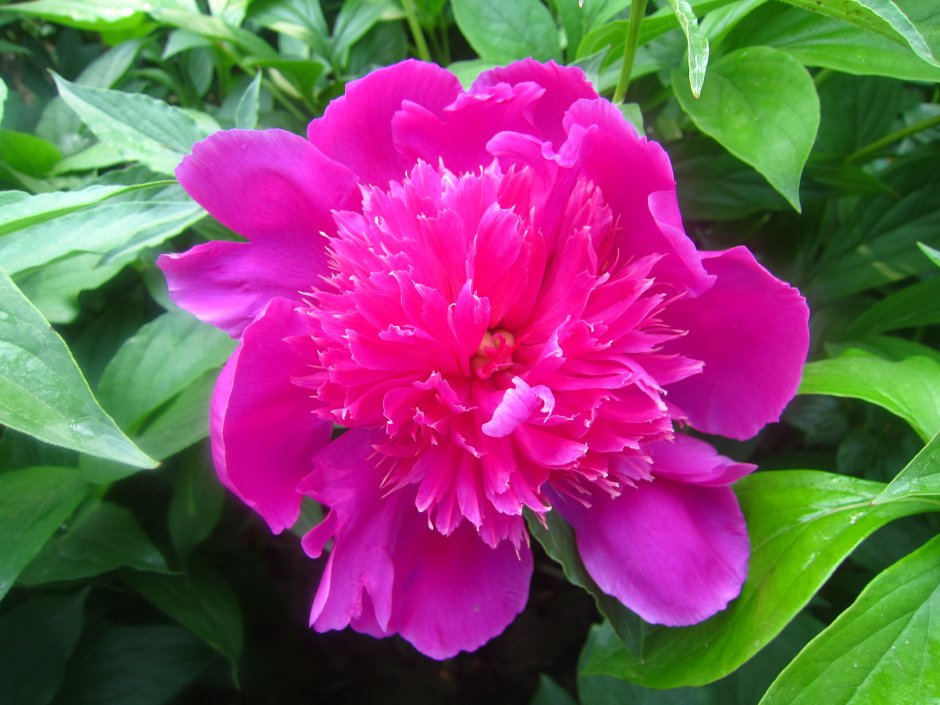 Пион травянистый розовый Будда