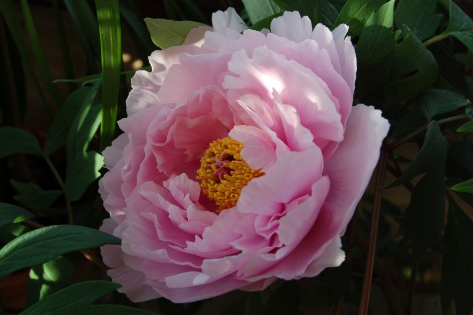 Пион травянистый розовый будда