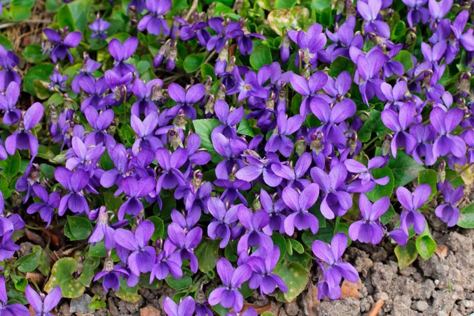 Viola odorata фиалка душистая