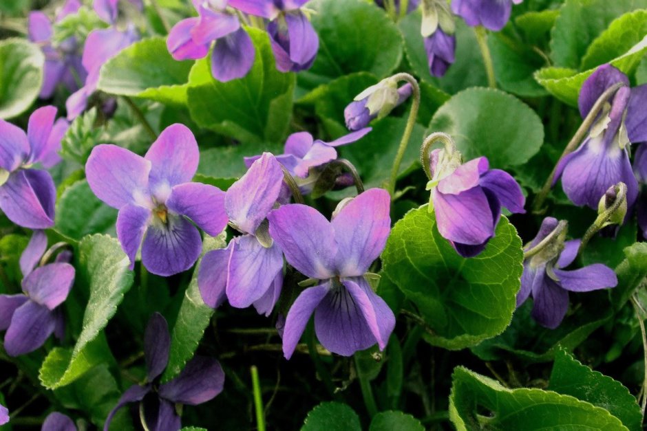Фиалка (Viola odorata)