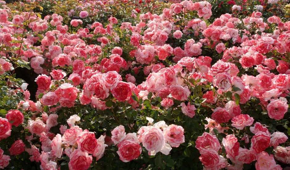 Роза чайно-гибридная Королева красоты