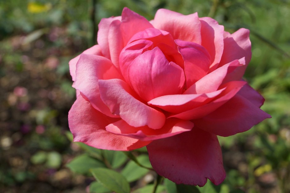Роза чайно гибридная Виен Роуз