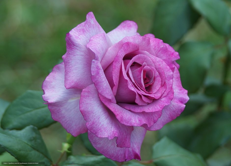 Роза флорибунда Найтингейл