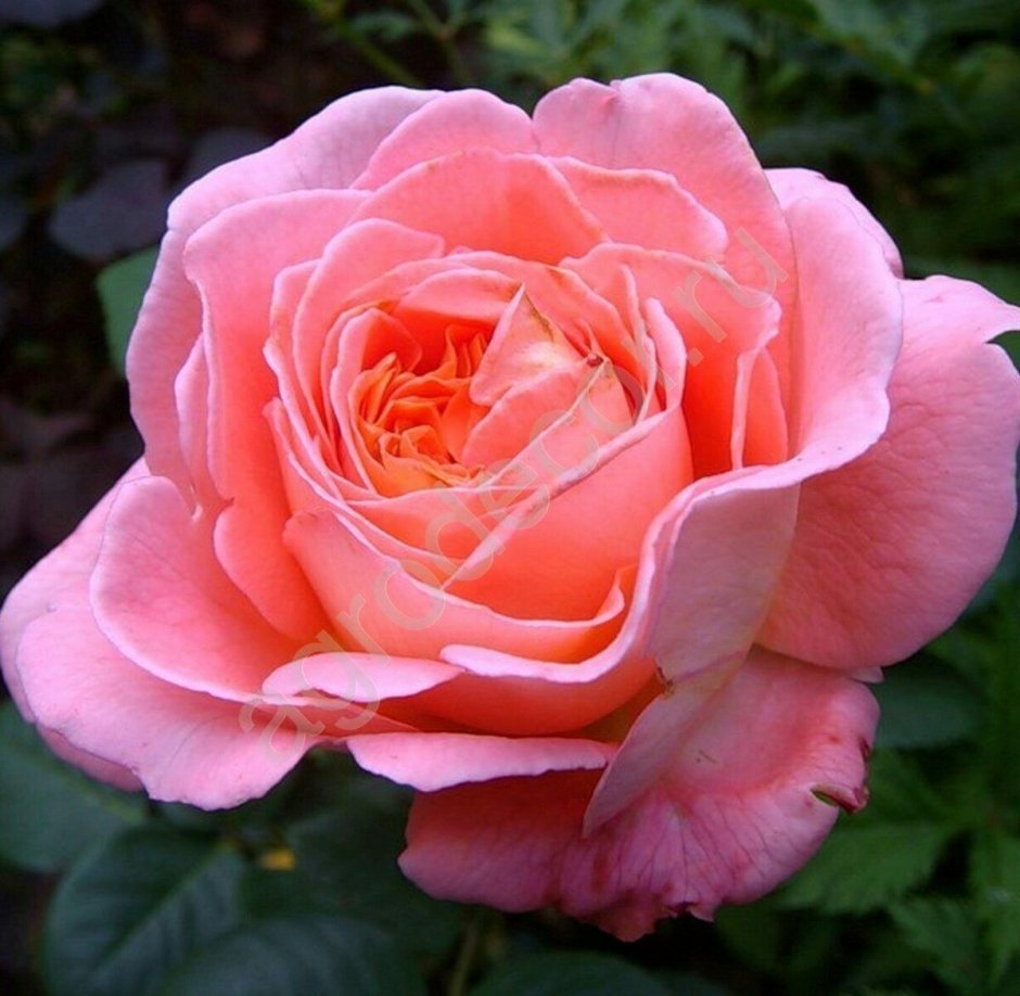 Роза топаз бокаловидная